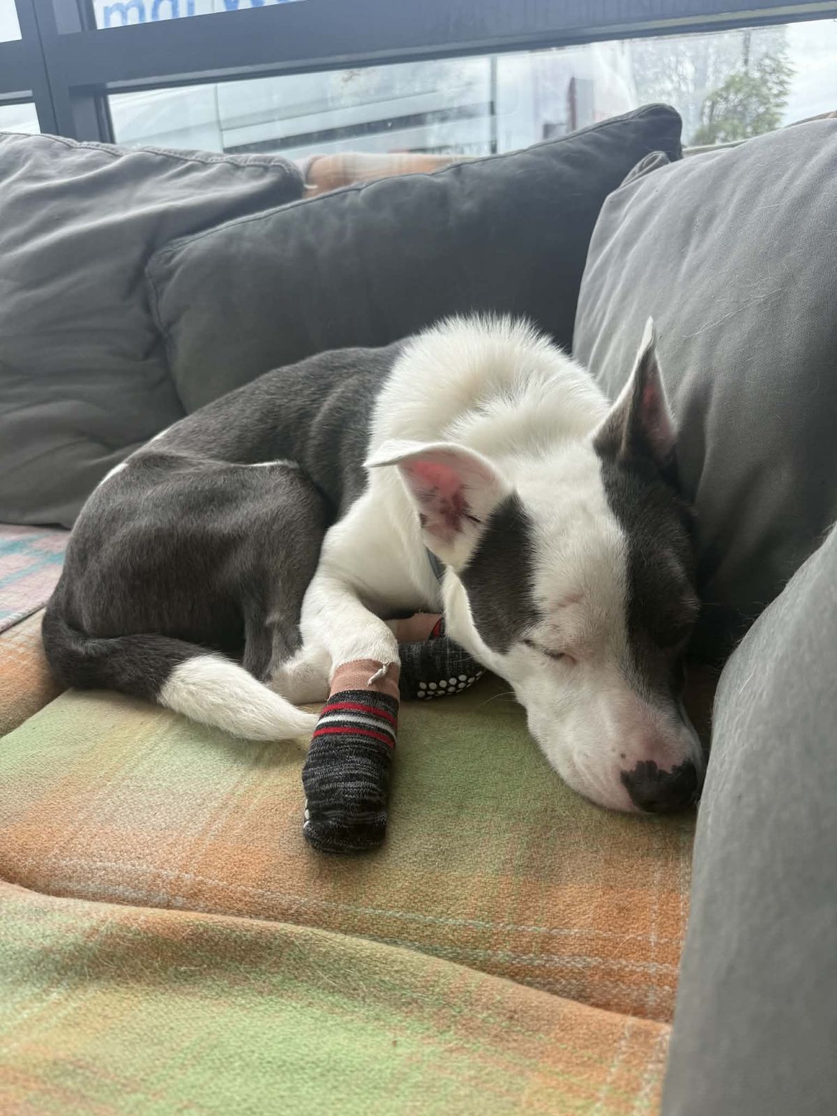 Gallery image: Zorro