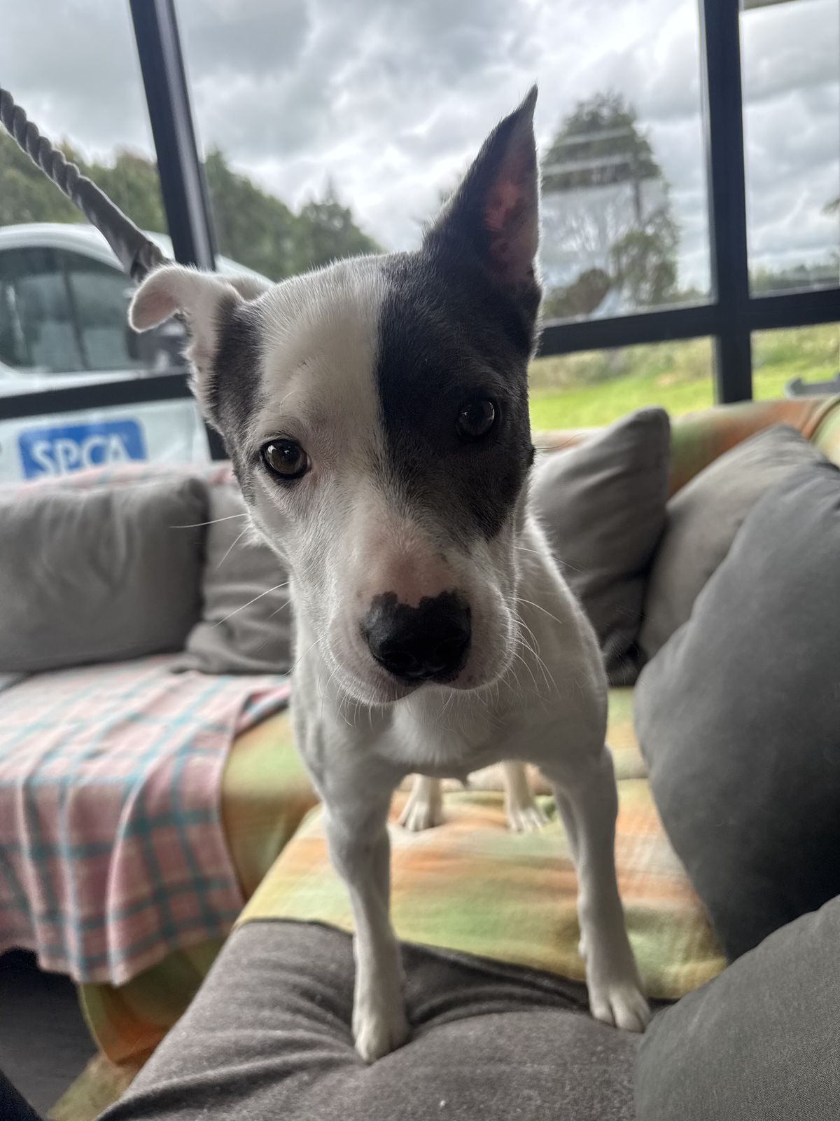 Gallery image: Zorro