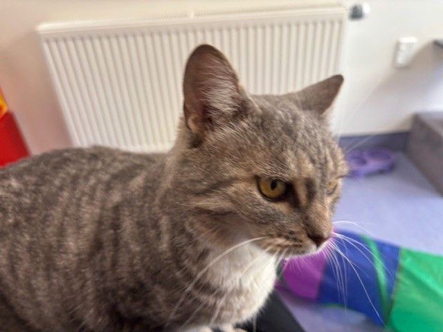 Gallery image: Freya