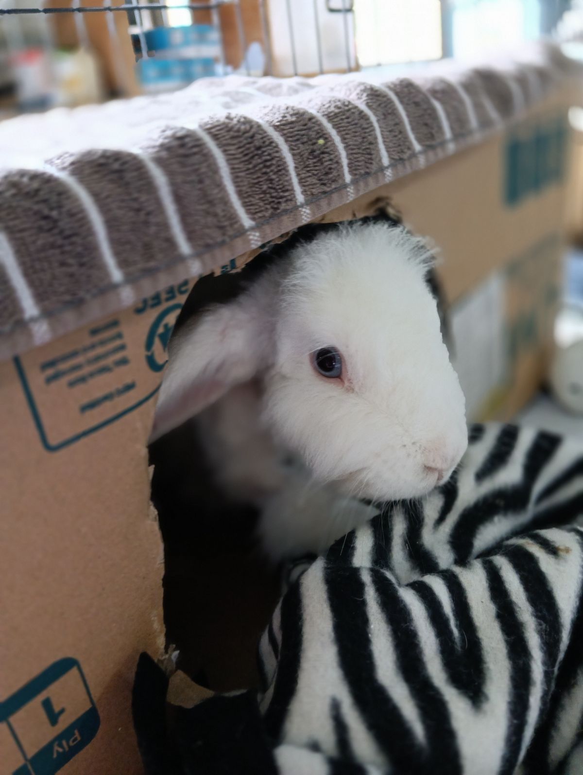 Gallery image: Cressida