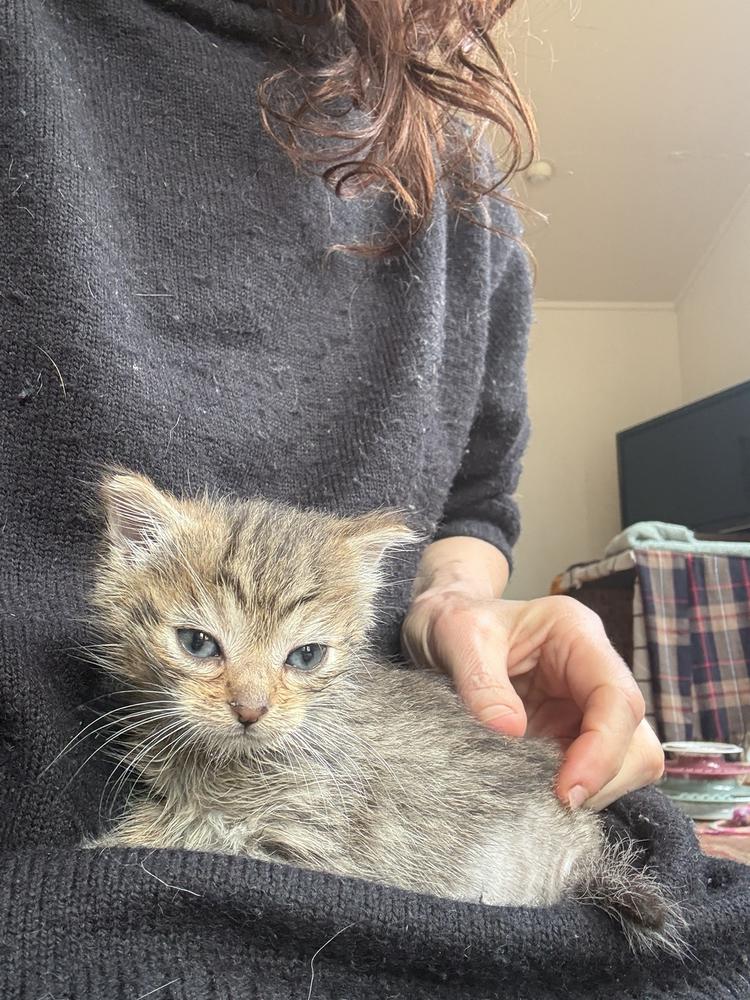 A small brown tabby kitten sits on a woman's lap.