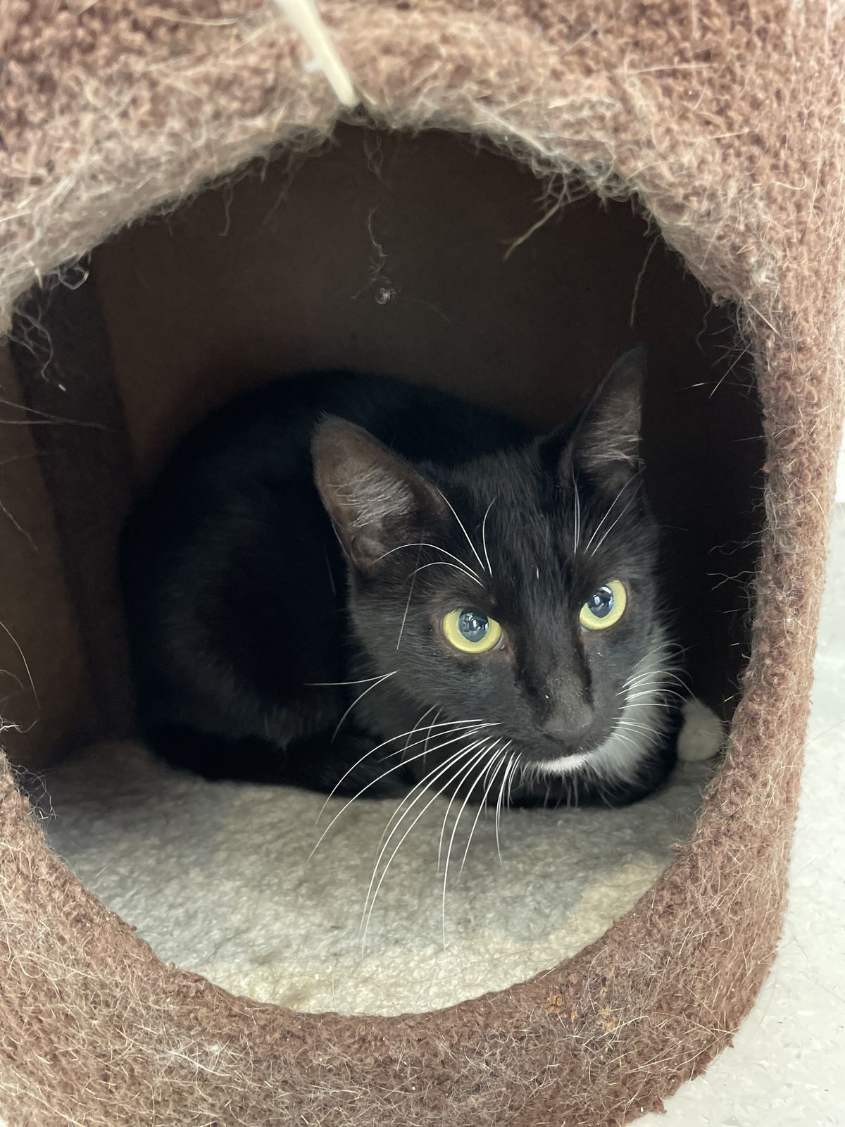 Gallery image: Flower