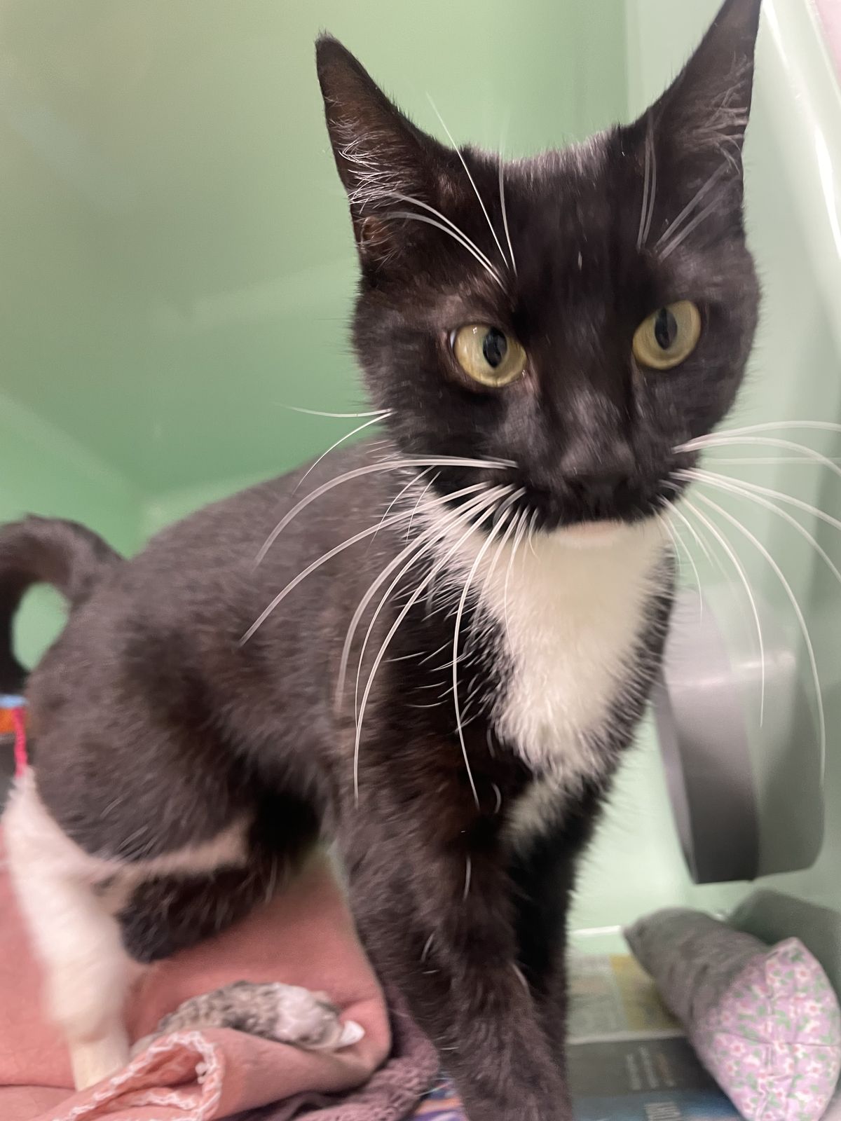 Gallery image: Flower