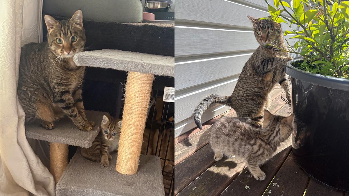 Left: An adult brown tabby and a three-legged brown tabby kitten sit on a cat tree together. Right: The same two cats explore an enclosed, sunny deck together.