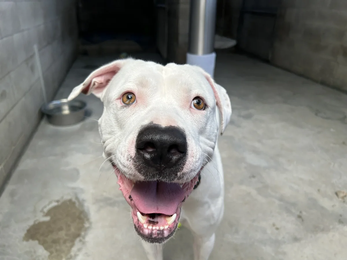 Gallery image: Cooper