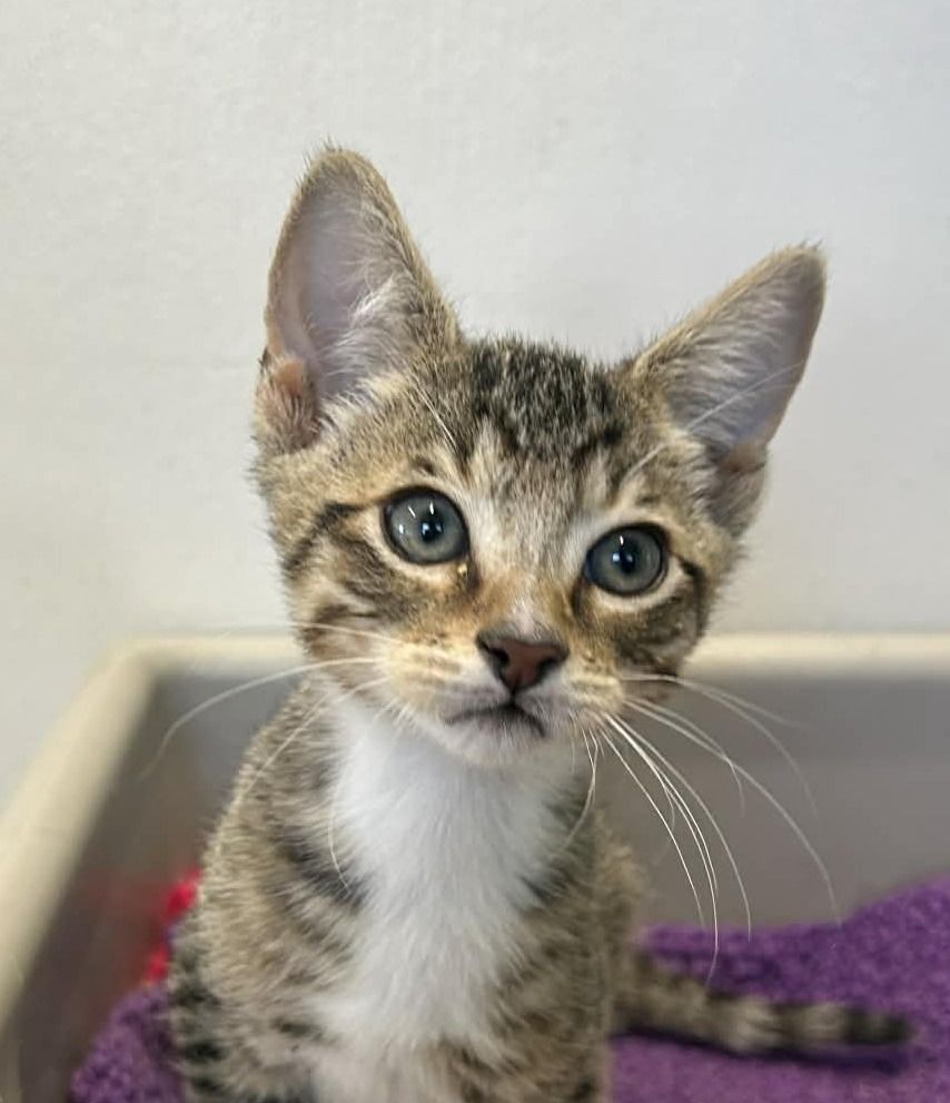 Gallery image: Archie