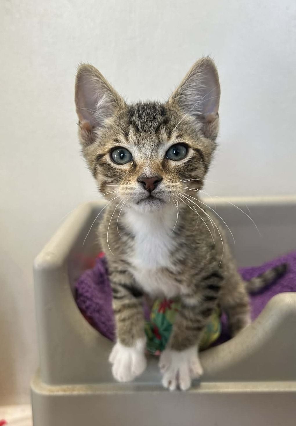 Gallery image: Archie