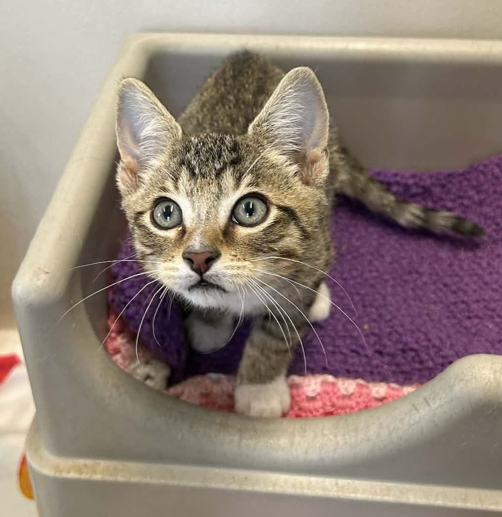 Gallery image: Archie