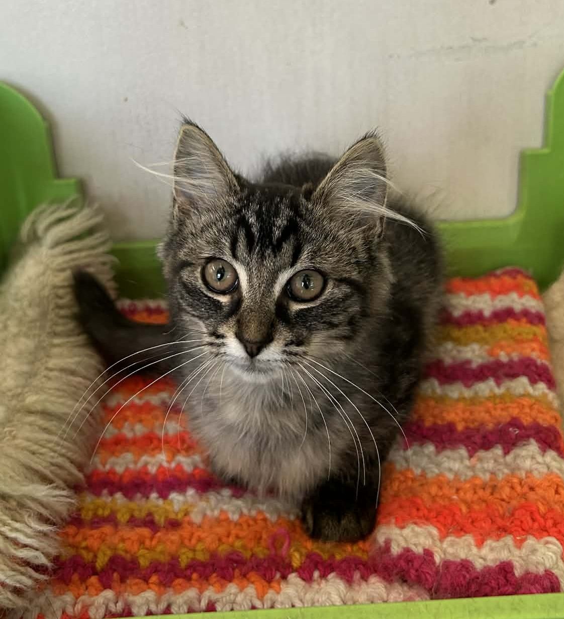 Gallery image: Giorgio