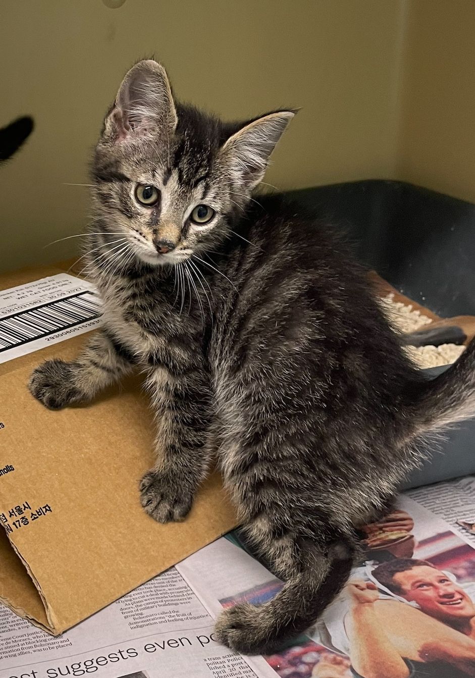 Gallery image: Kit-Kat