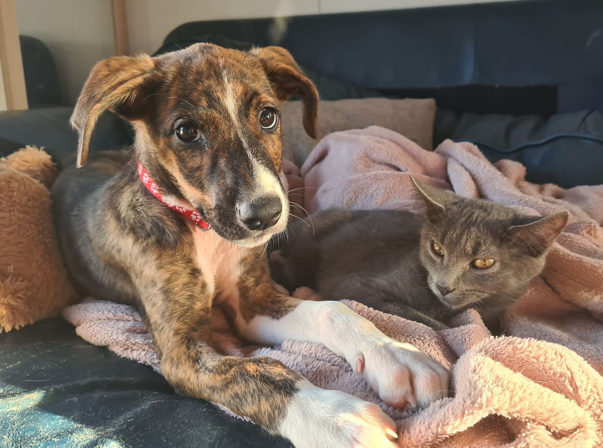 Gallery image: Banjo