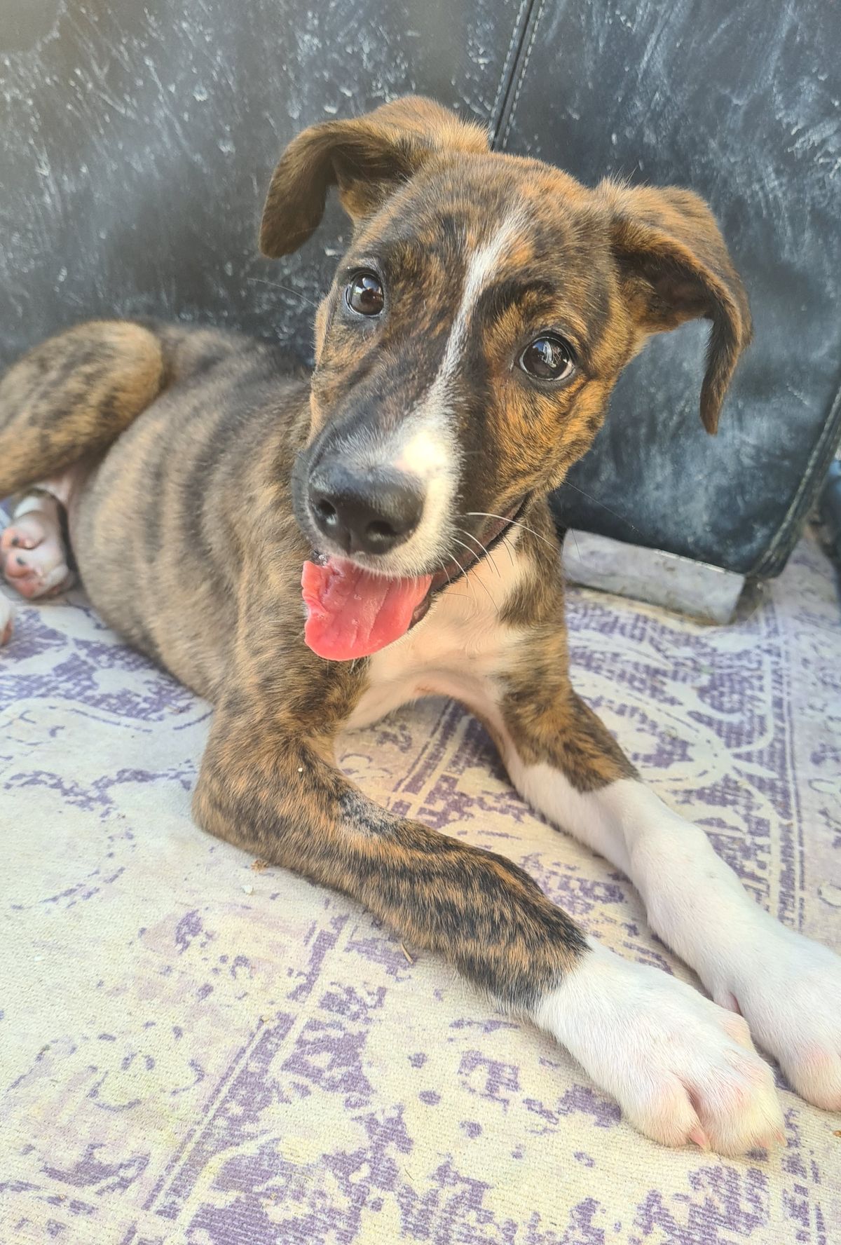 Gallery image: Banjo