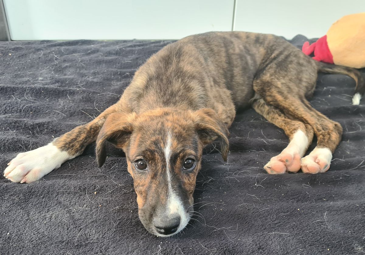 Gallery image: Banjo