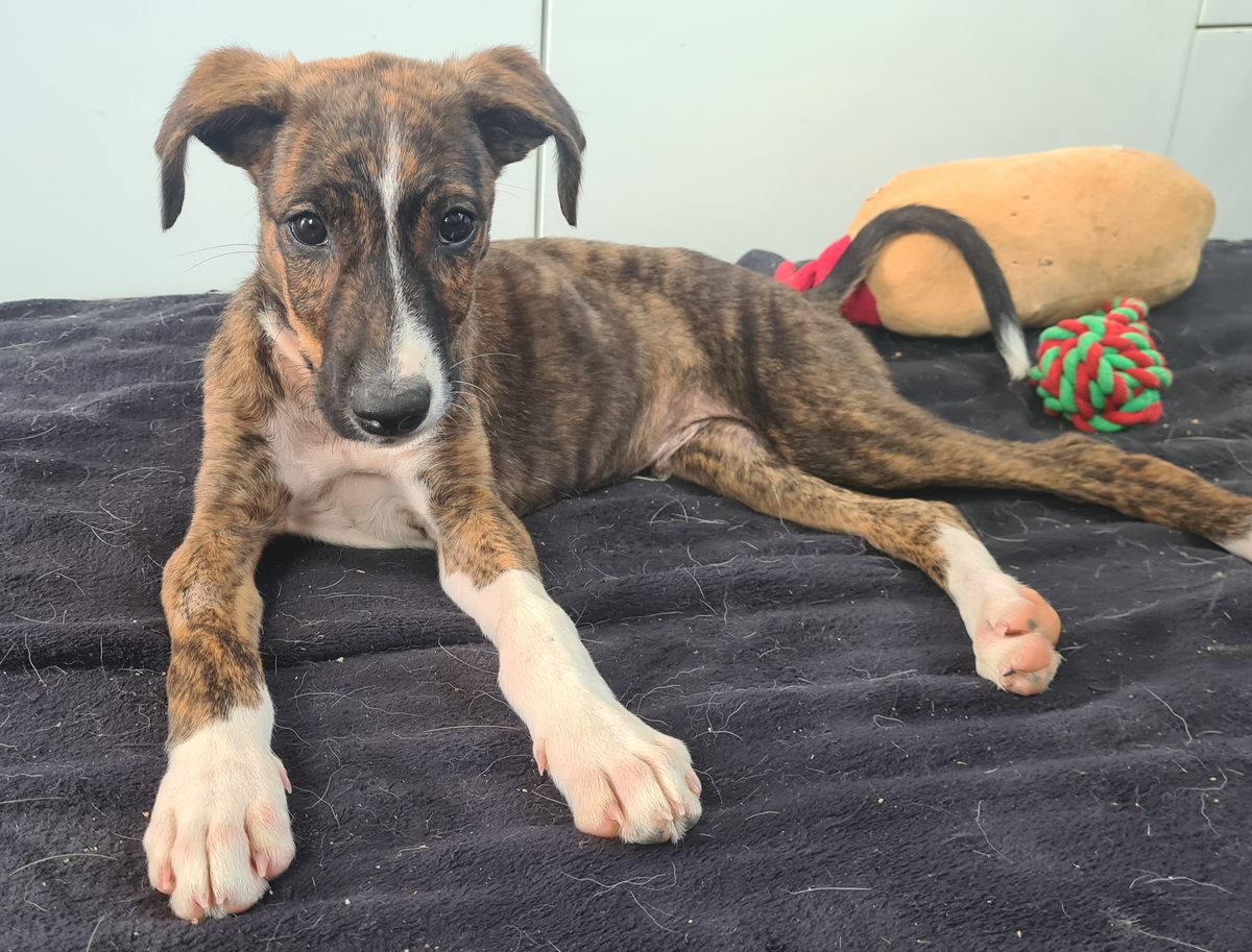 Gallery image: Banjo