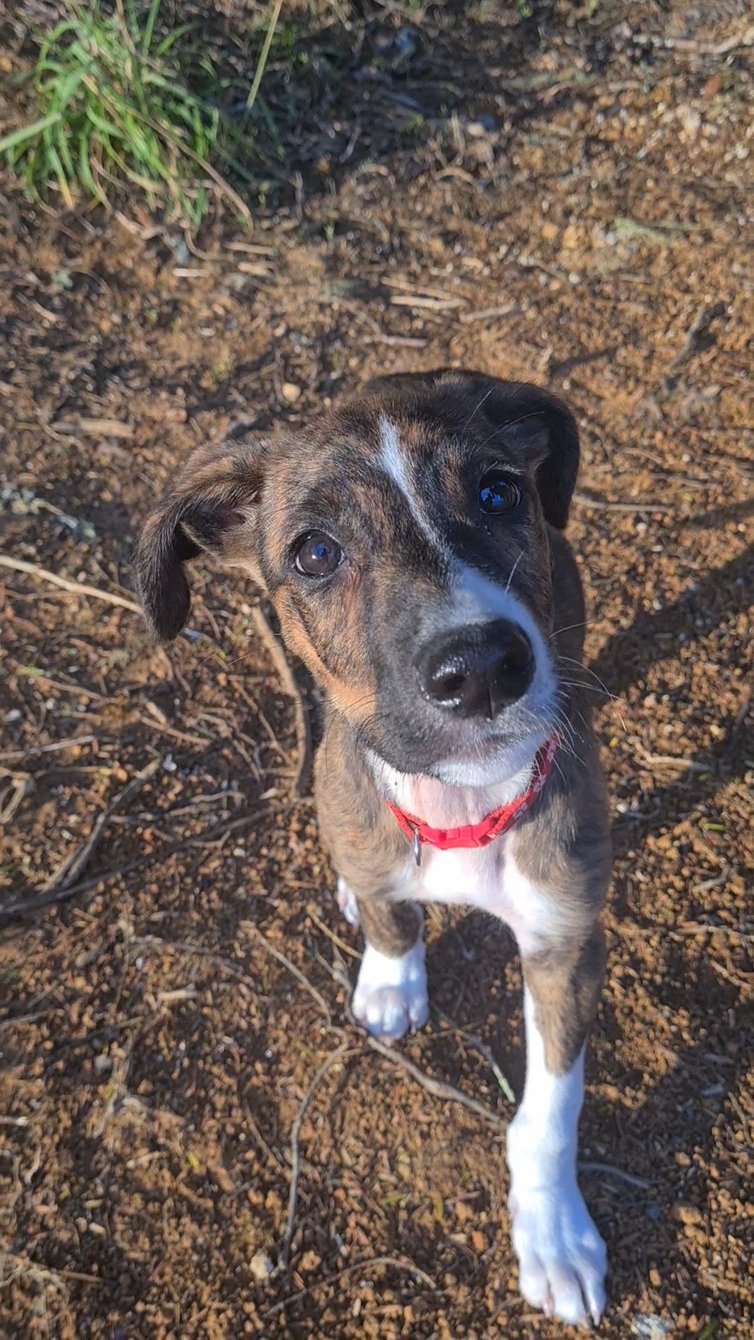 Gallery image: Banjo