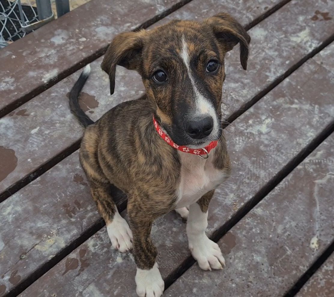 Gallery image: Banjo