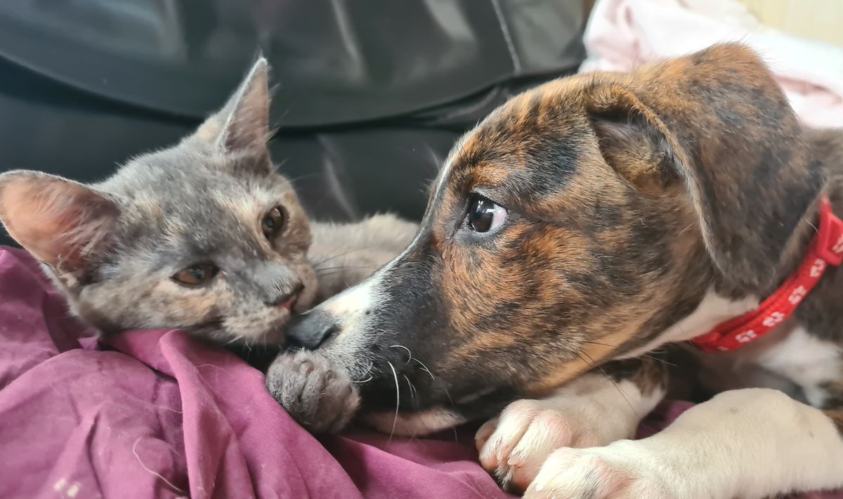 Gallery image: Banjo