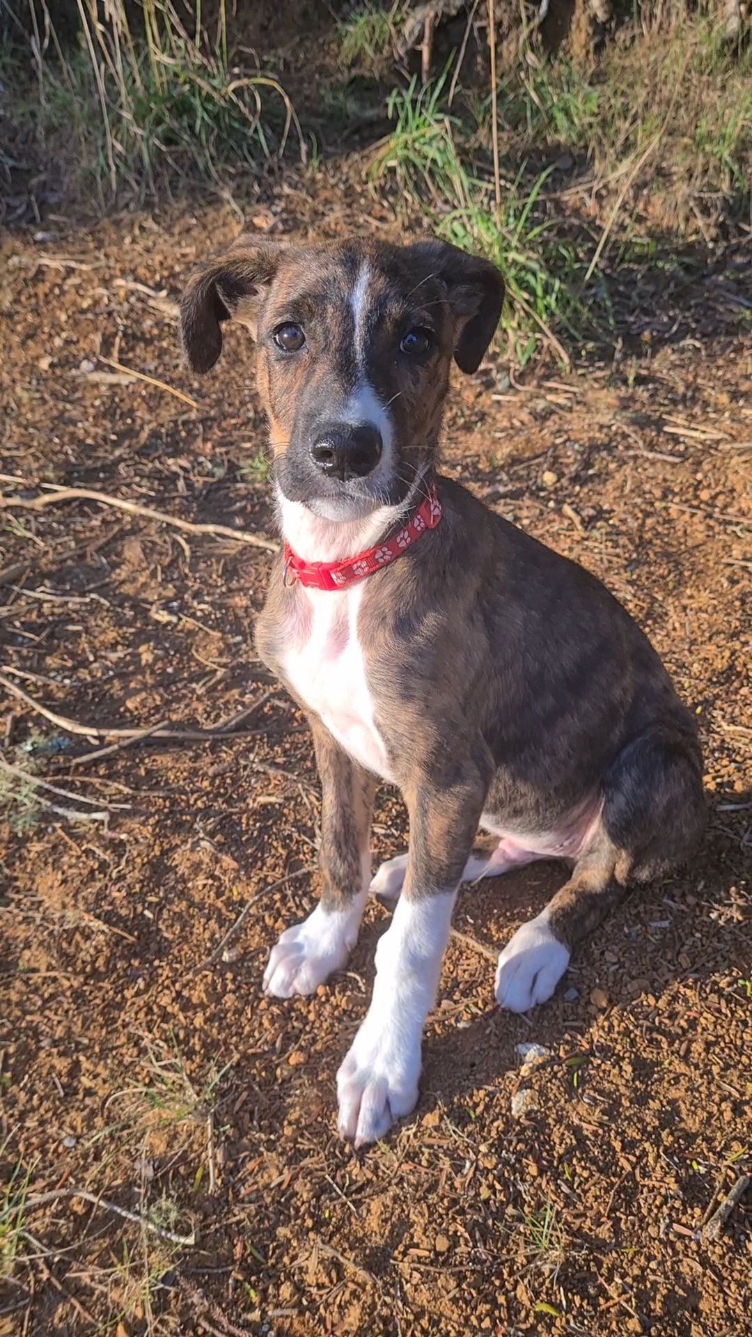 Gallery image: Banjo