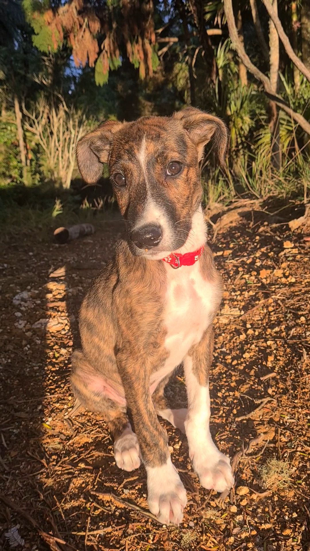 Gallery image: Banjo