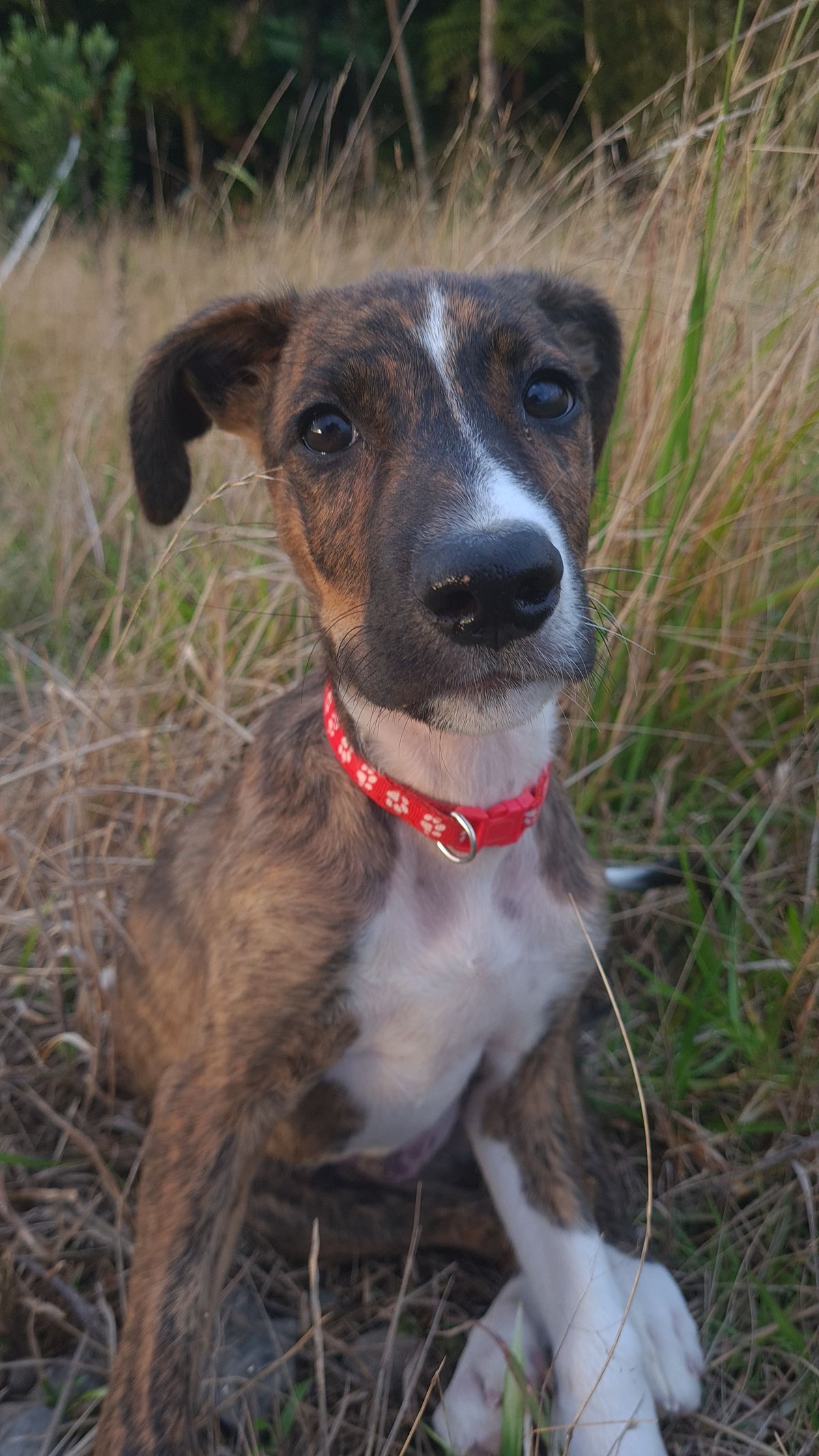 Gallery image: Banjo