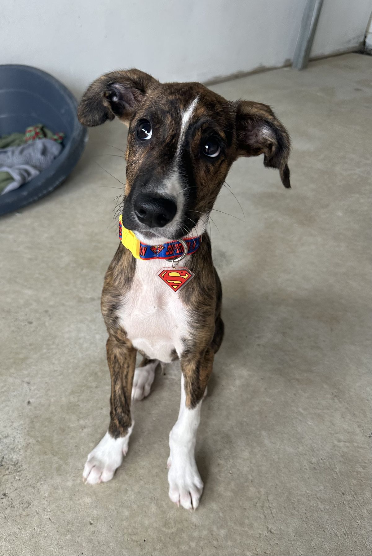 Gallery image: Banjo