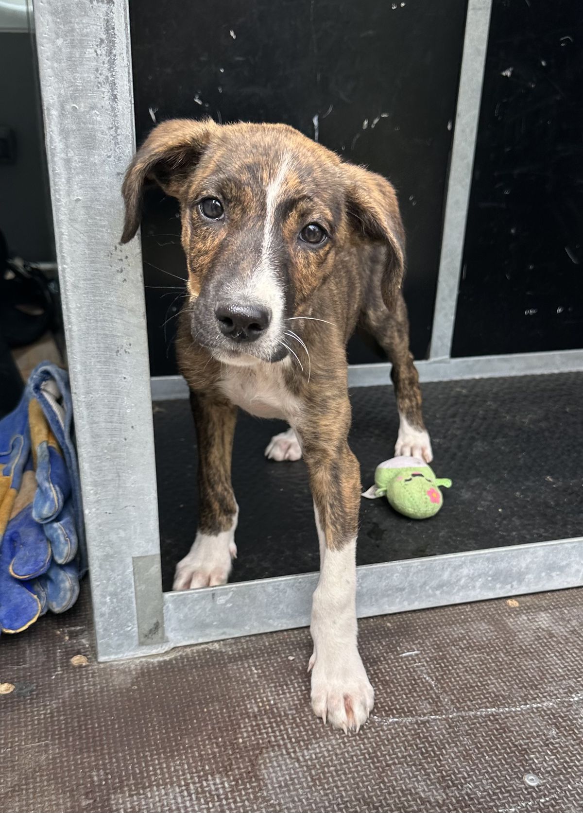 Gallery image: Banjo