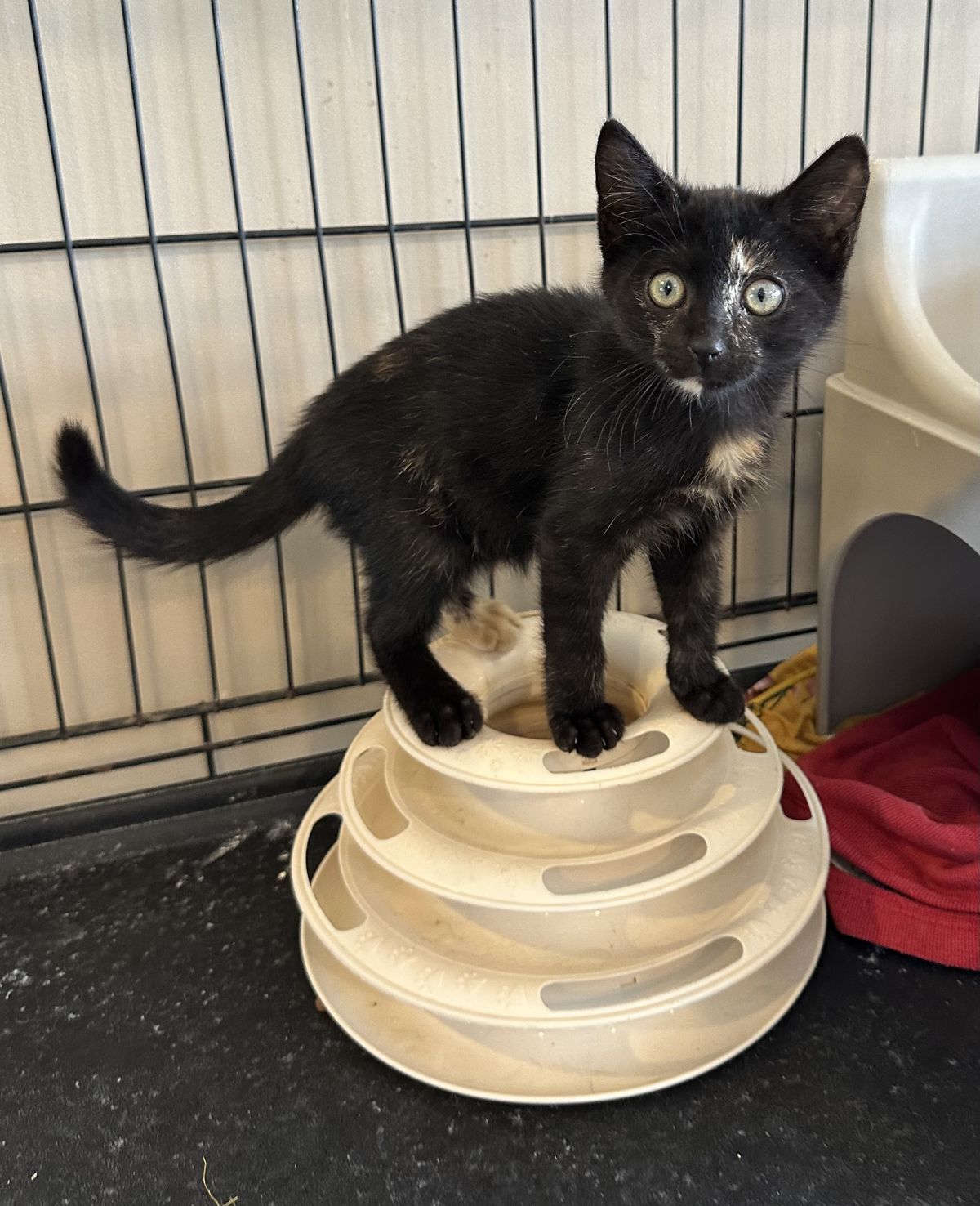 Gallery image: Raisin