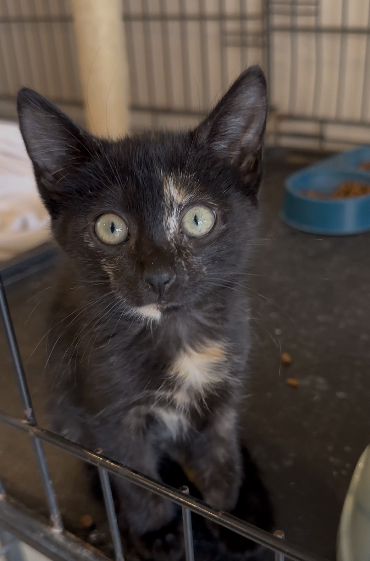 Gallery image: Raisin