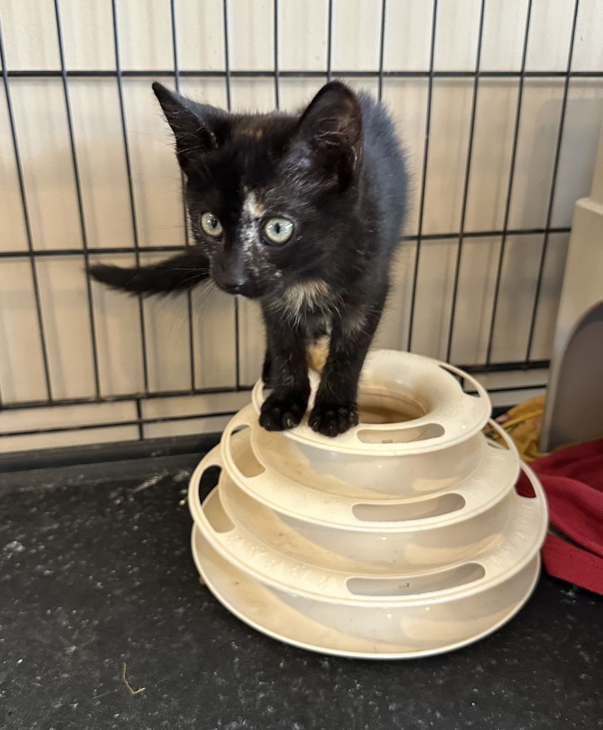 Gallery image: Raisin