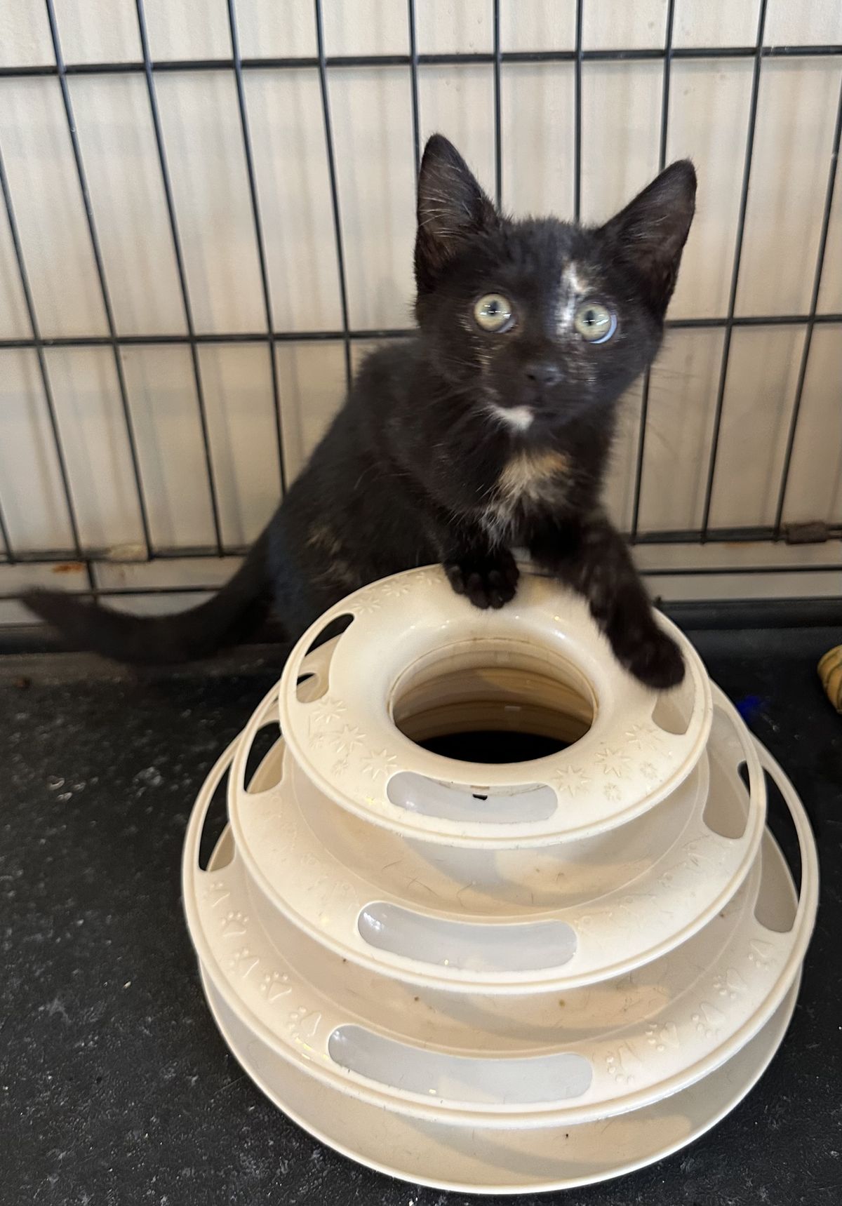 Gallery image: Raisin