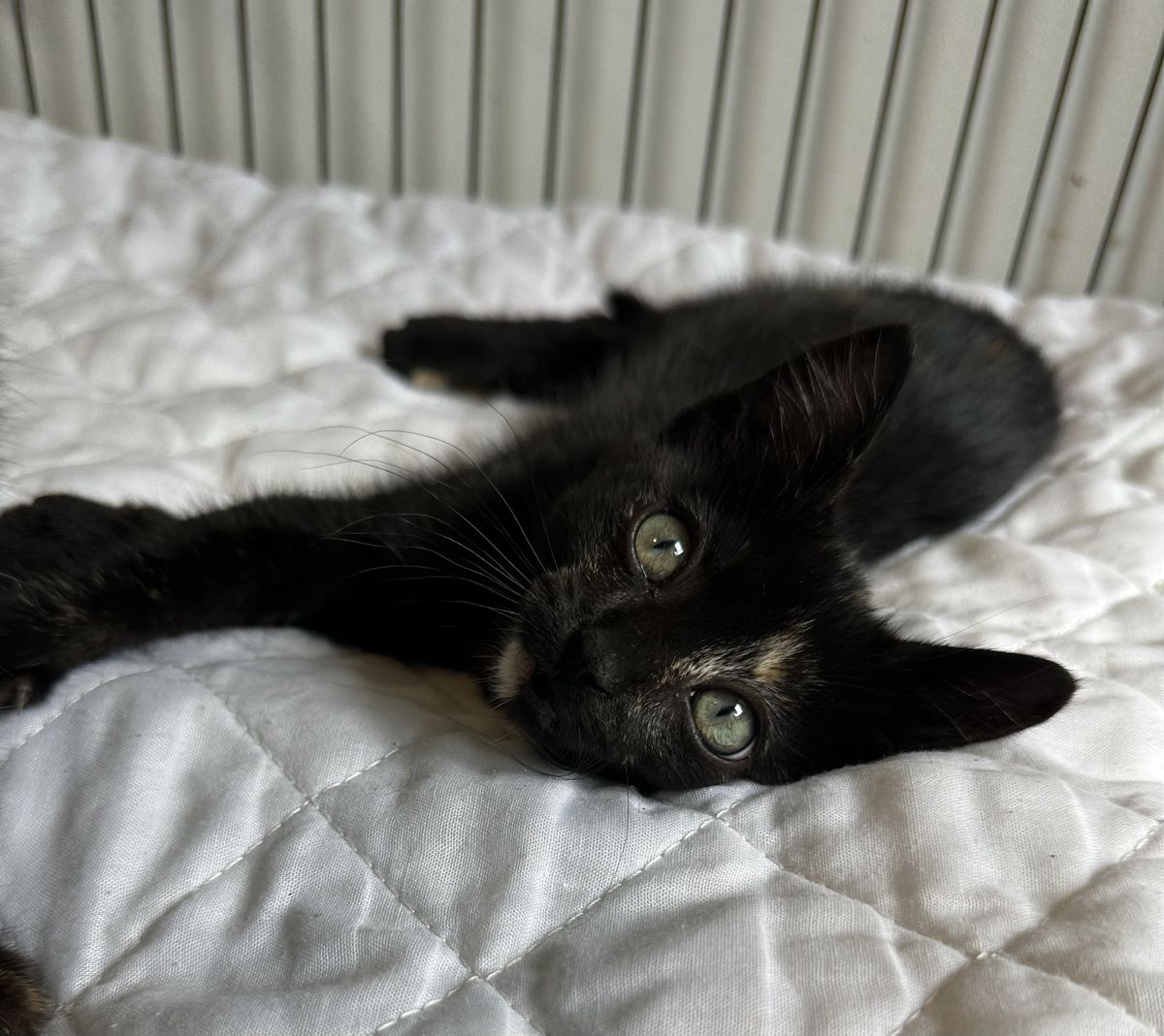 Gallery image: Raisin