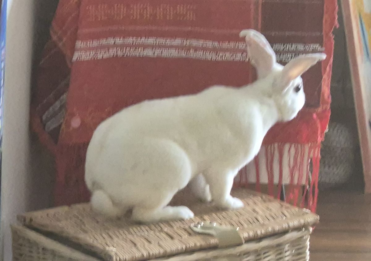 Gallery image: Jabberwocky