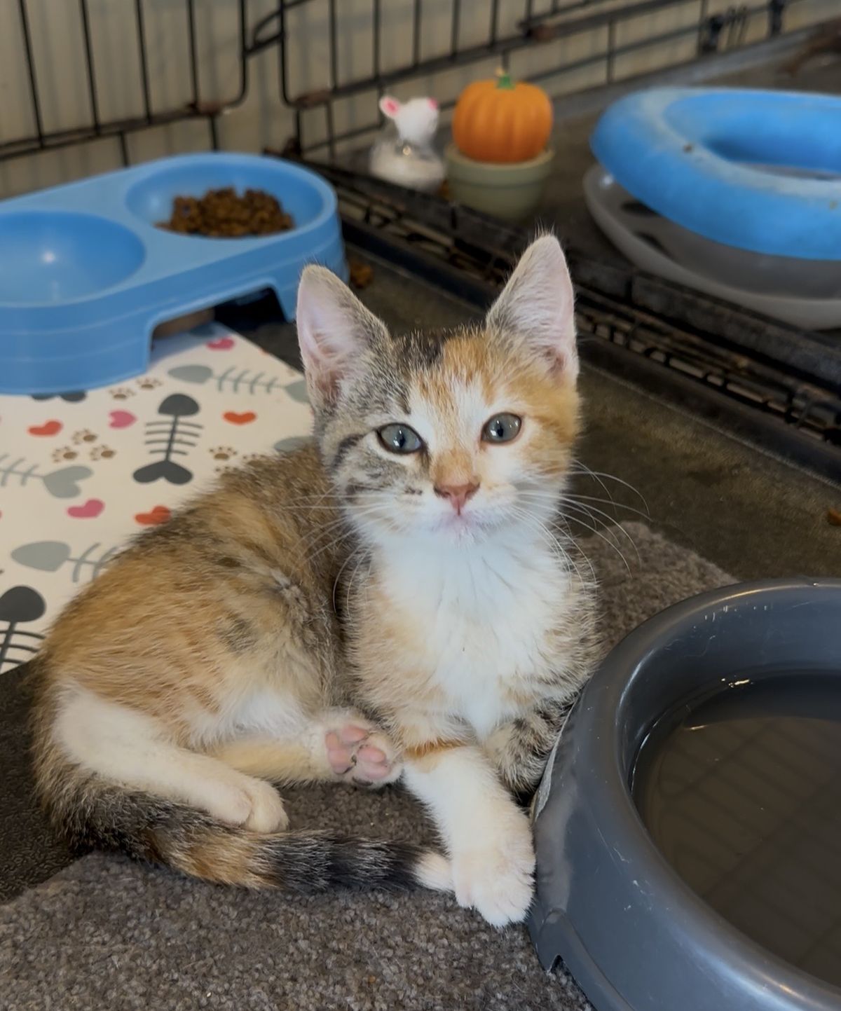 Gallery image: Quinnie