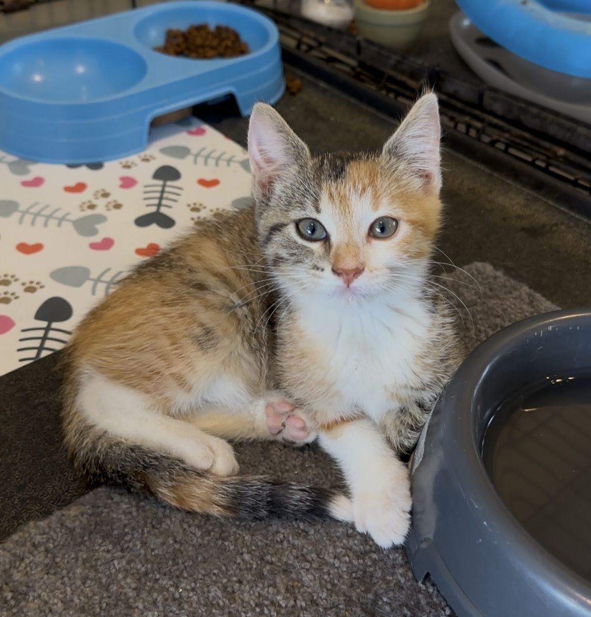 Gallery image: Quinnie