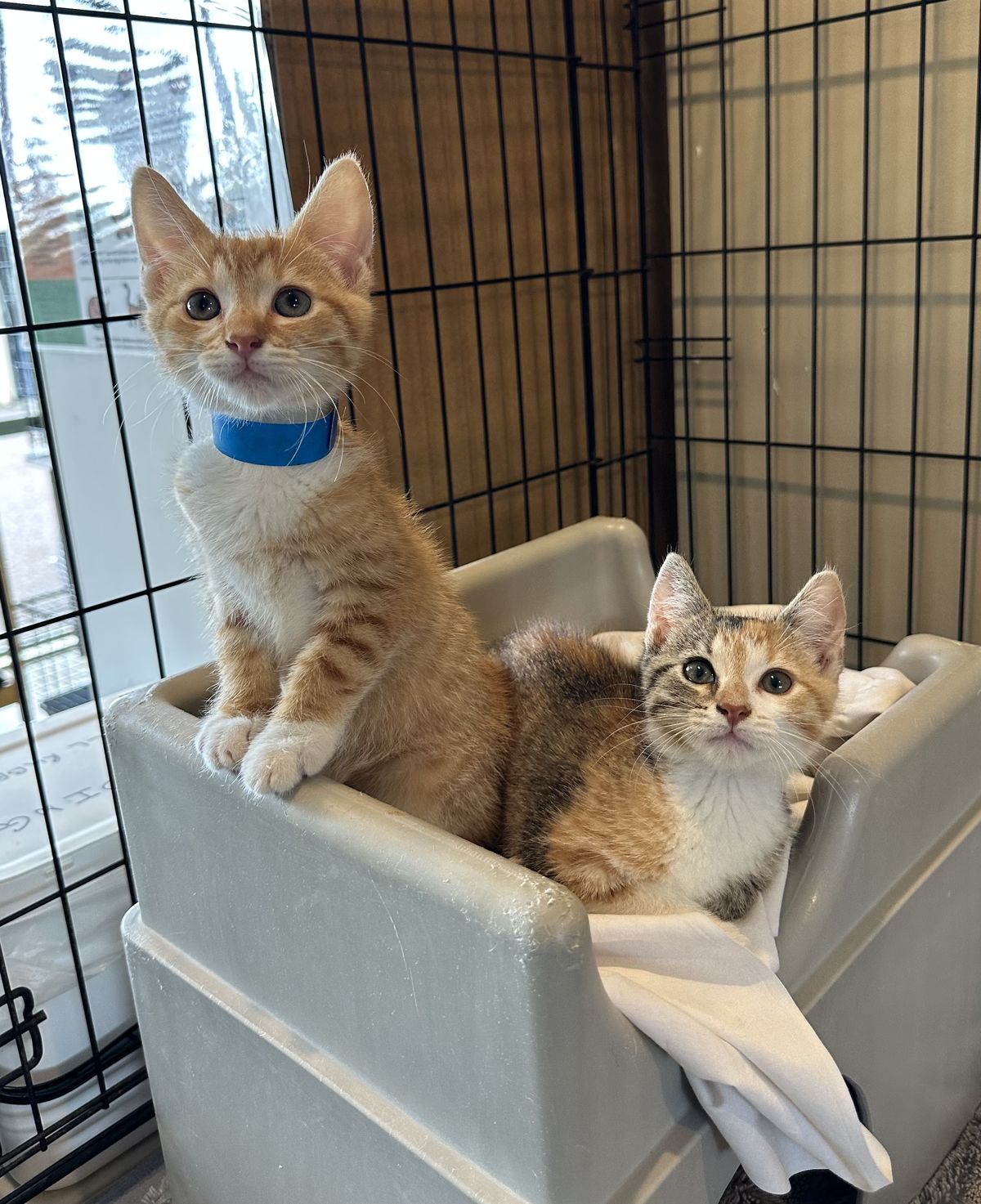 Gallery image: Quinnie