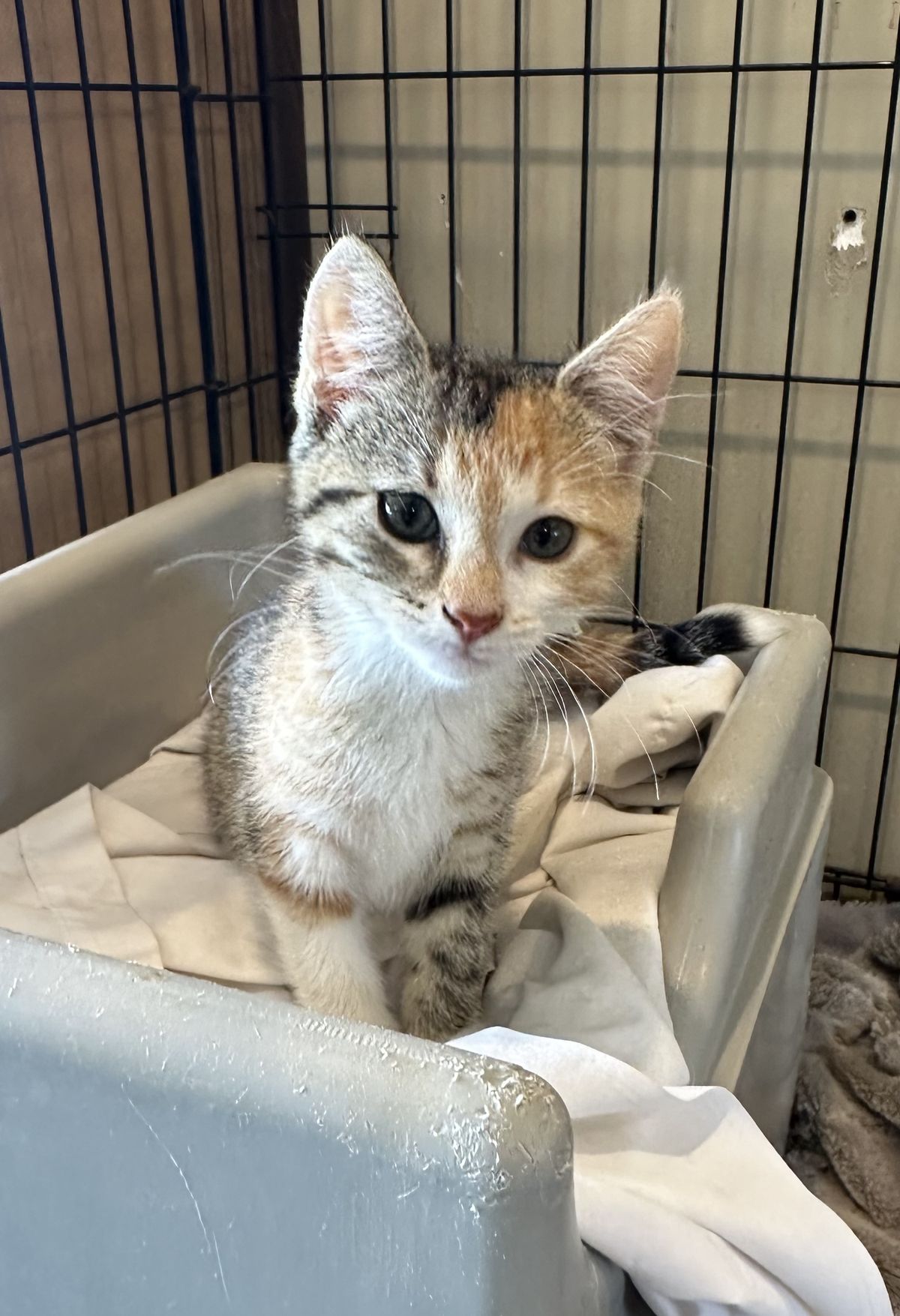 Gallery image: Quinnie