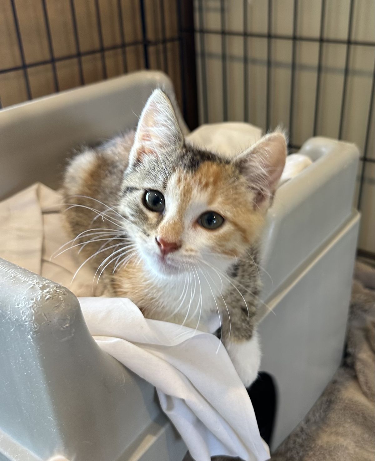 Gallery image: Quinnie