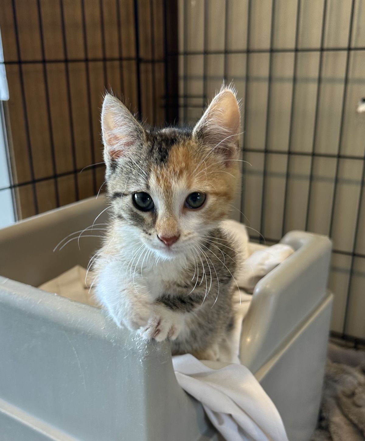 Gallery image: Quinnie