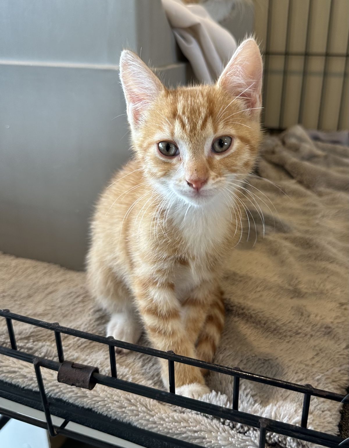 Gallery image: Quill