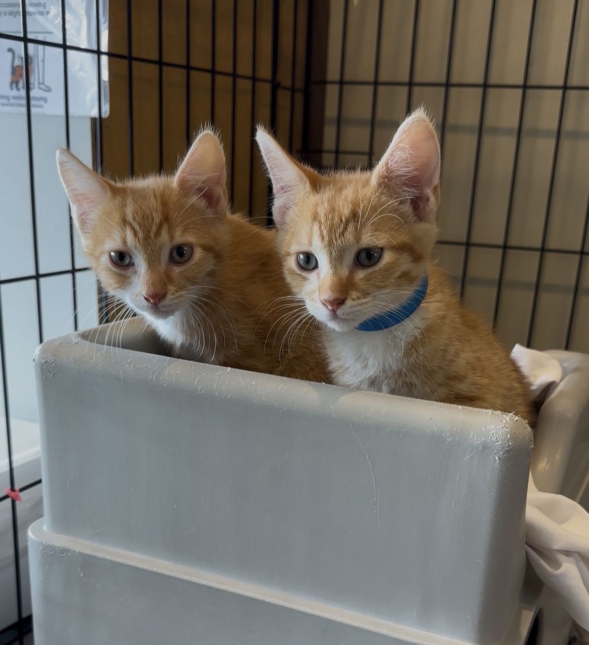 Gallery image: Quill