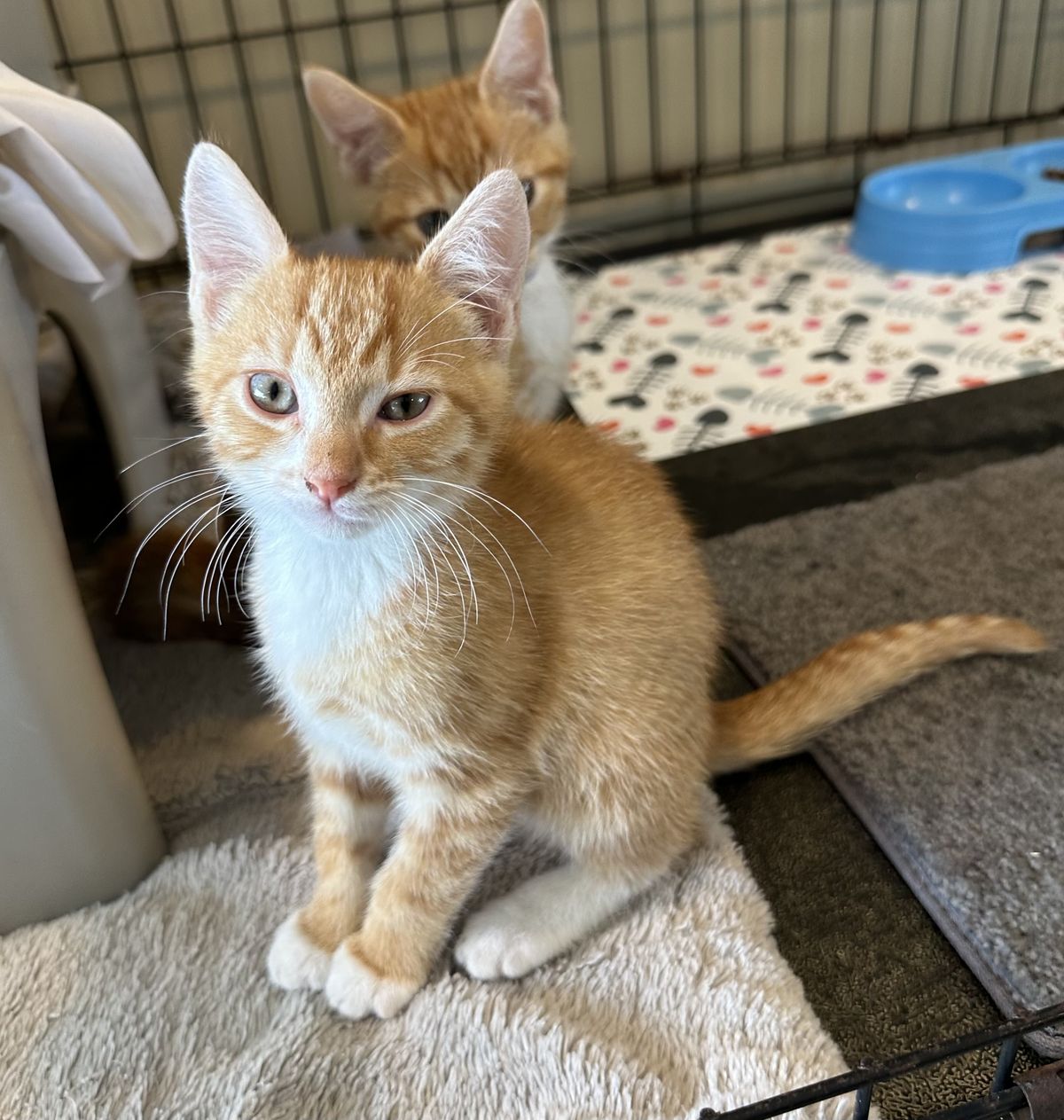 Gallery image: Quill