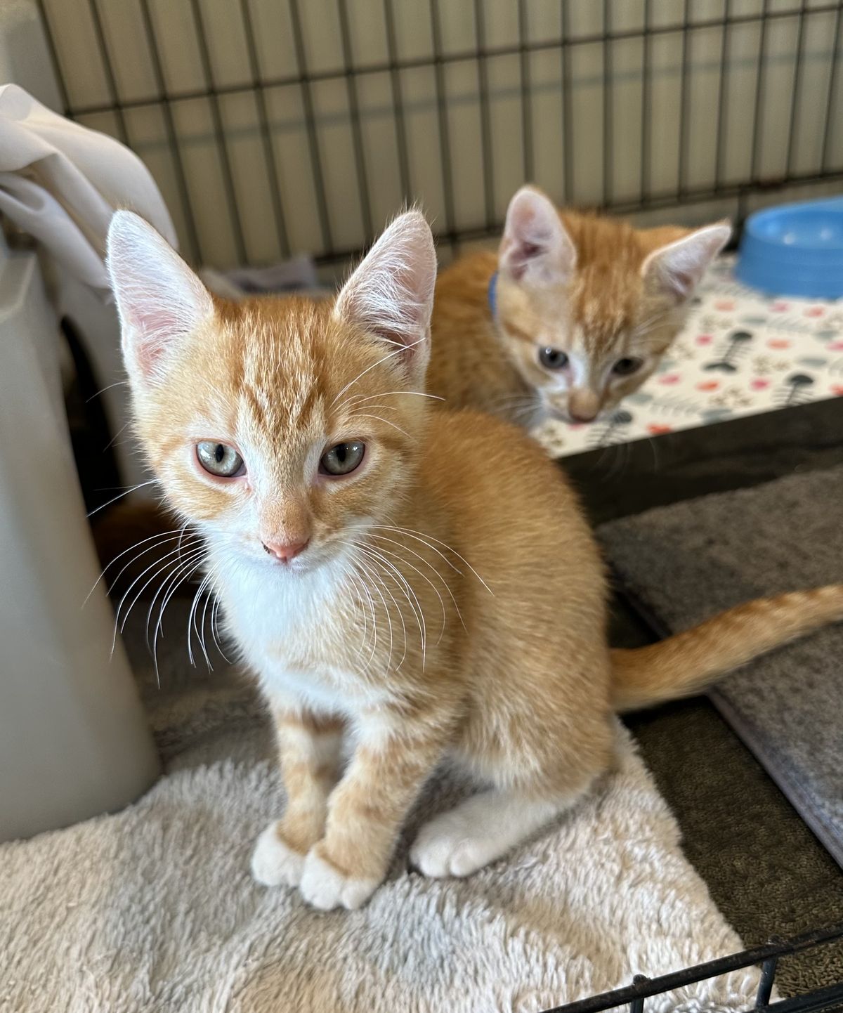 Gallery image: Quill