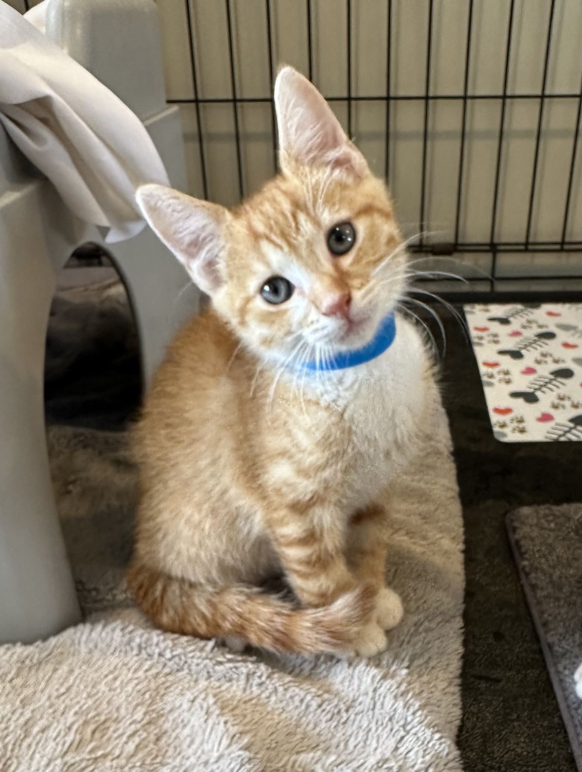 Gallery image: Queso