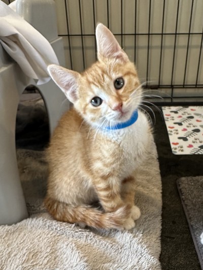 Queso - Domestic Short Hair