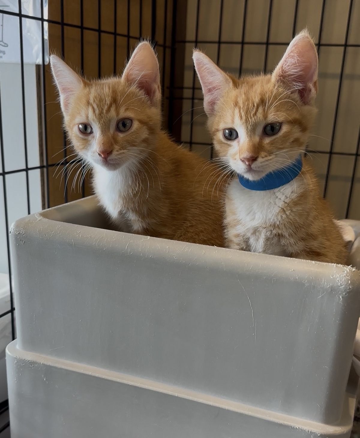 Gallery image: Queso