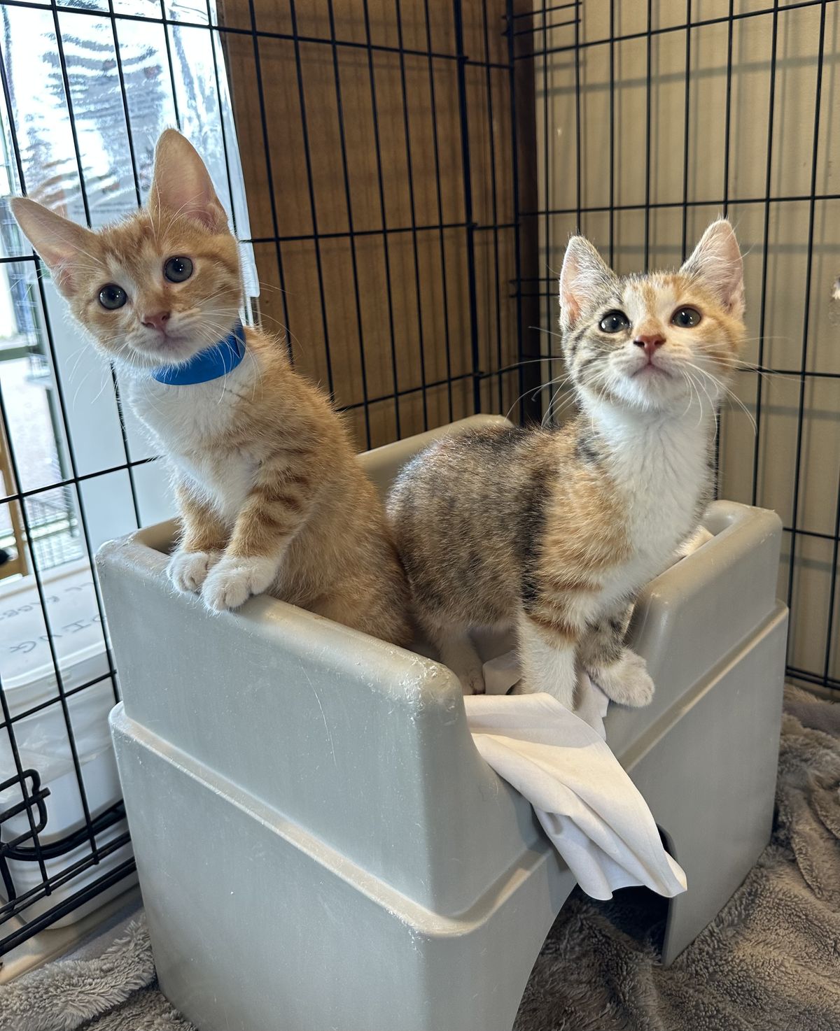 Gallery image: Queso