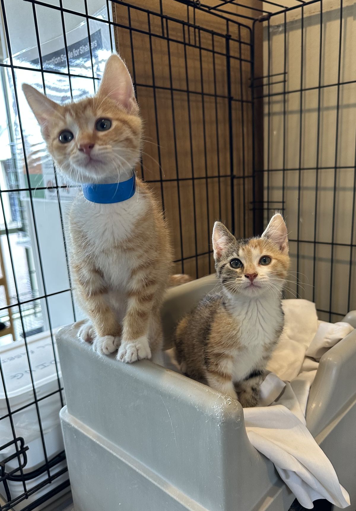 Gallery image: Queso