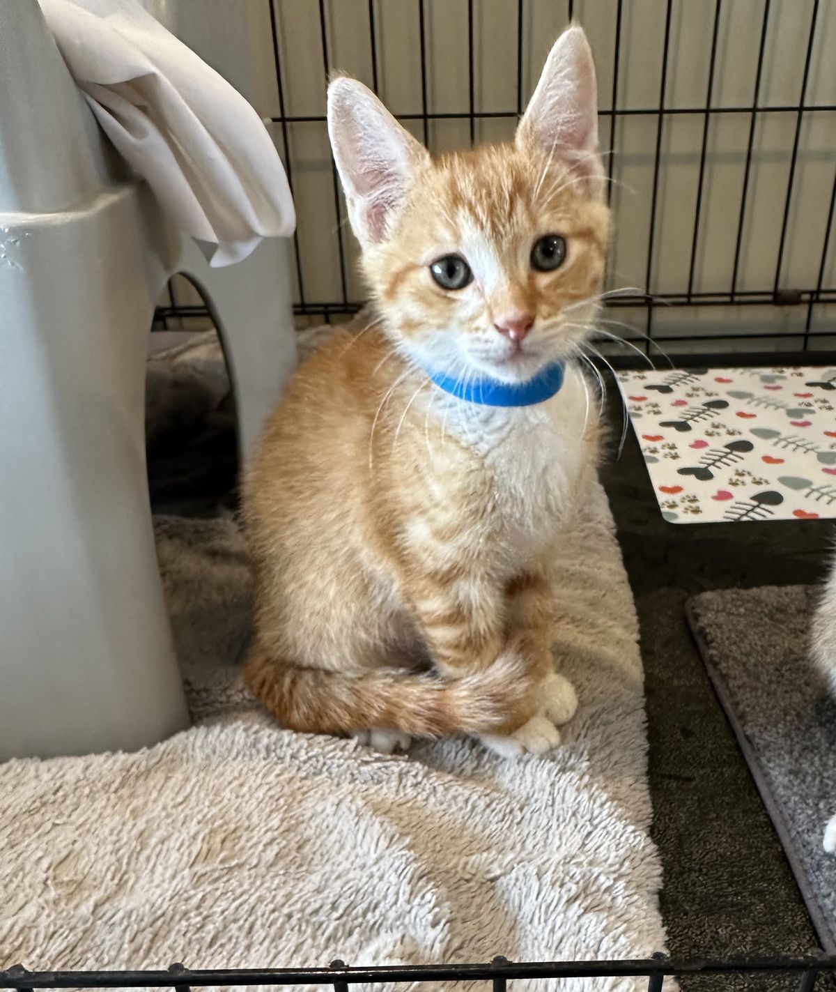 Gallery image: Queso