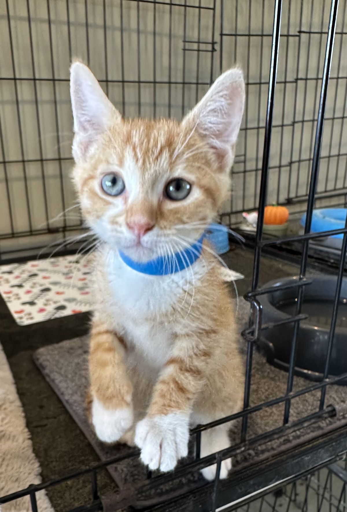 Gallery image: Queso