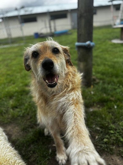 Ruby - Bearded Collie